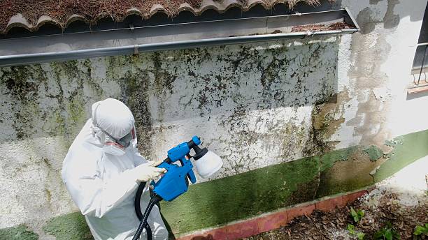 Top rated local Crawl Space Mold Removal specialists in Phoenix, IL